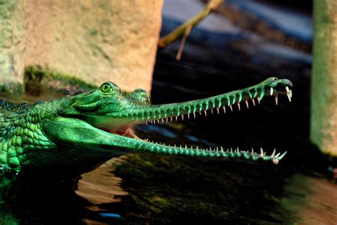 Гавиал - гость из прошлого - Удивительный Мир Животных