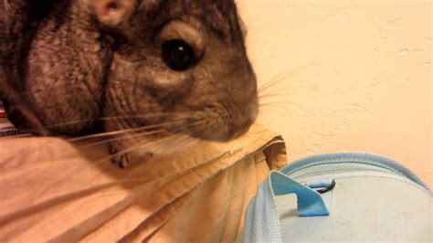 Angry Chinchilla Part 2 Youtube