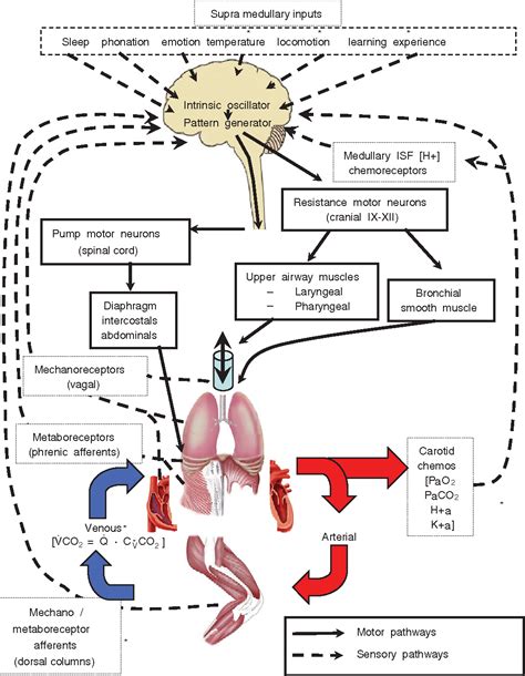 Mechanism Of Breathing Flow Chart