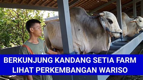 Sapi Elit Koleksi Setia Farm Youtube