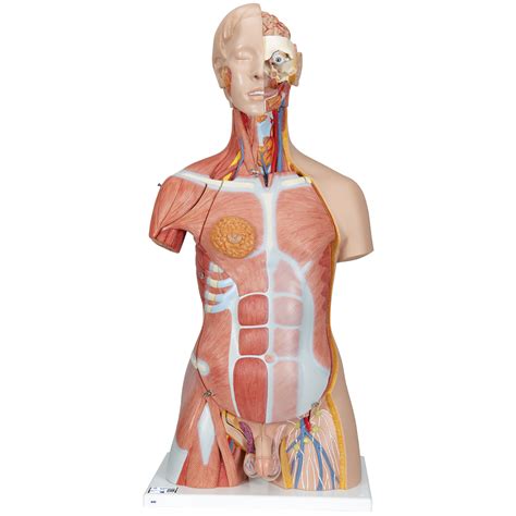 Torso De Lujo Con M Sculos Partes B Smart Anatomy B