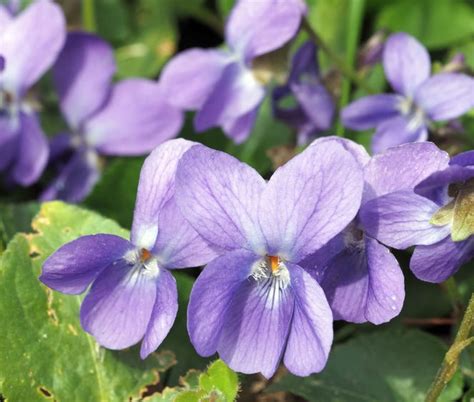 Les Fleurs Planter En Octobre Blog Jardin Couvert Conseils