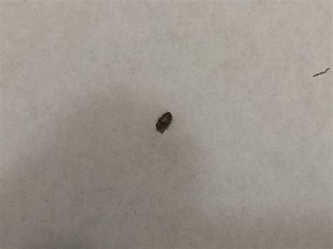 Saw a tiny bug with a light brown spot on back : pestcontrol