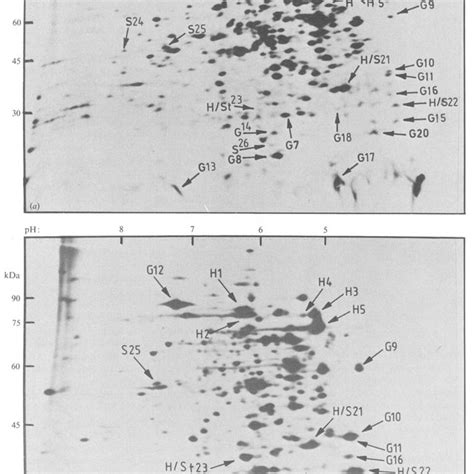 Kinetics Of Synthesis Of Stress Proteins In B Subtilis Is58 After Salt