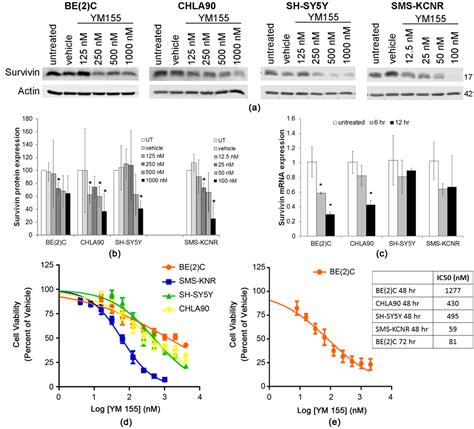 Ym155 Inhibits Neuroblastoma Cell Migration And Survival In Vitro And