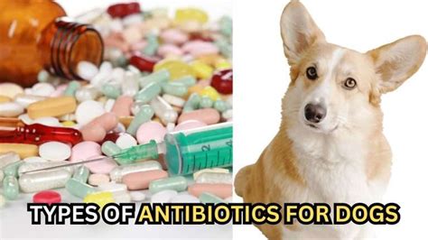 41 Vet-Approved Antibiotic Brands for Dogs: Ultimate Guide