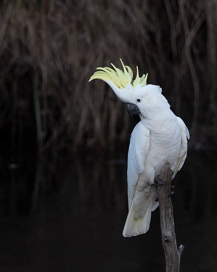 A Few Cockatoos Micro Four Thirds Talk Forum Digital Photography Review