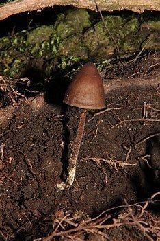 Psilocybe Neoxalapensis Alchetron The Free Social Encyclopedia