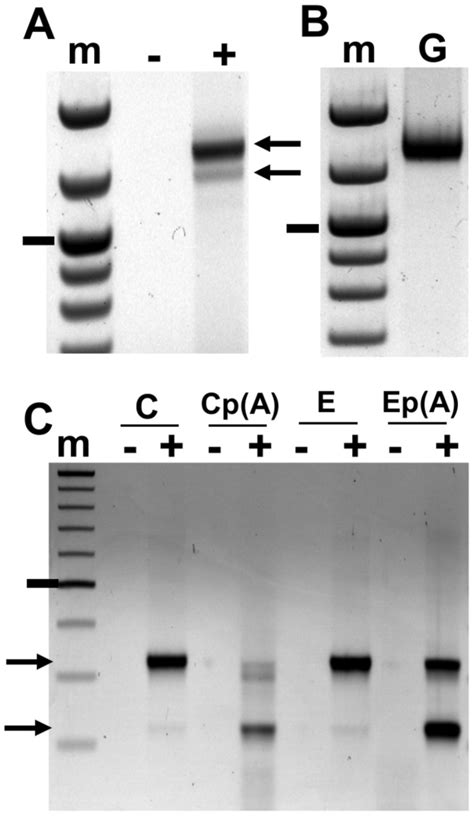 A Agarose Gel Electrophoresis Of The Rt Pcr Amplification Product From