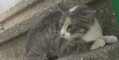 Hissing Cat GIFs - Find & Share on GIPHY