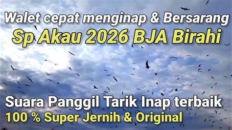 Sp Akau Bja Birahi Suara Walet Panggil Tarik Inap Terbaik Super