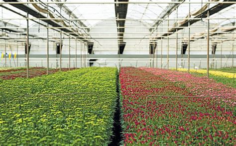 Cut Flower Production Has Potential To Be A Blooming Success