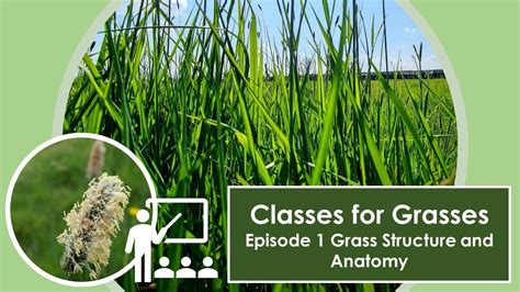 Classes For Grasses Episode 1 Grass Structure And Anatomy Youtube