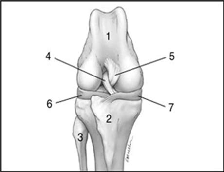 diagram of the right knee Diagram | Quizlet