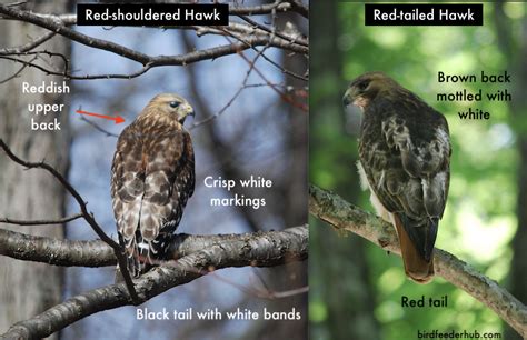 Red-tailed Vs Red-shouldered Hawk (8 Differences) - Bird Feeder Hub