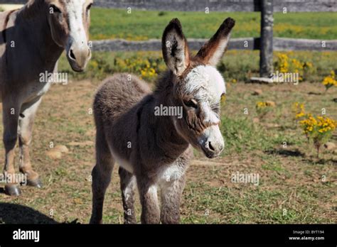 Miniature Donkey Hi Res Stock Photography And Images Alamy