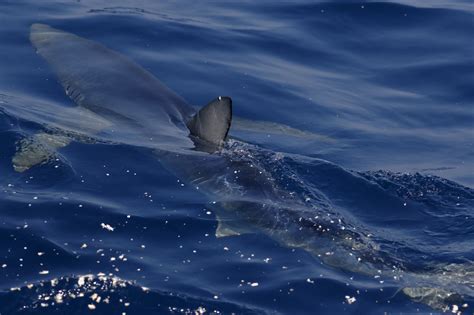 40 Menacing Mako Shark Facts About The Fastest Shark Alive