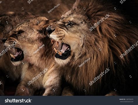 Closeup Shot Roaring Lion Lioness Stock Photo 128755070 - Shutterstock