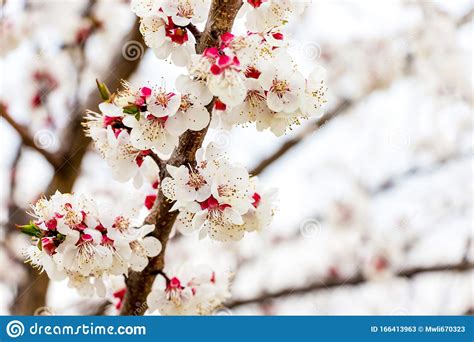 Apricot Branch With Flowers In Sunny Weather On Light Background Stock