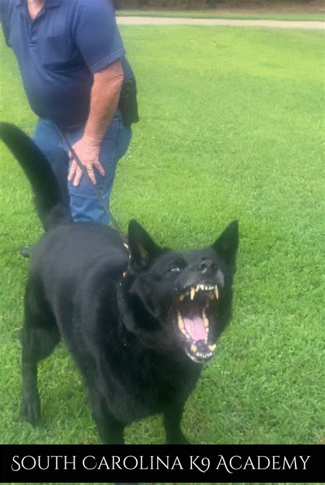 Personal Protection Dog Training – K9 Academy