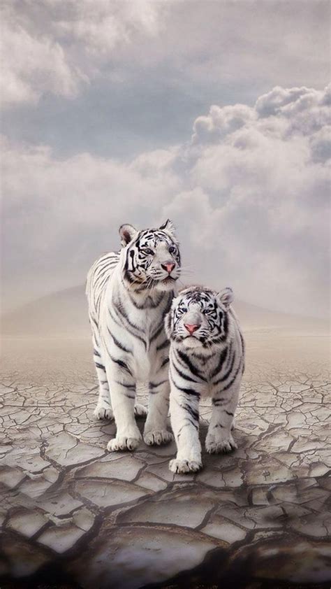 White tiger [1920×1080] : r/wallpaper