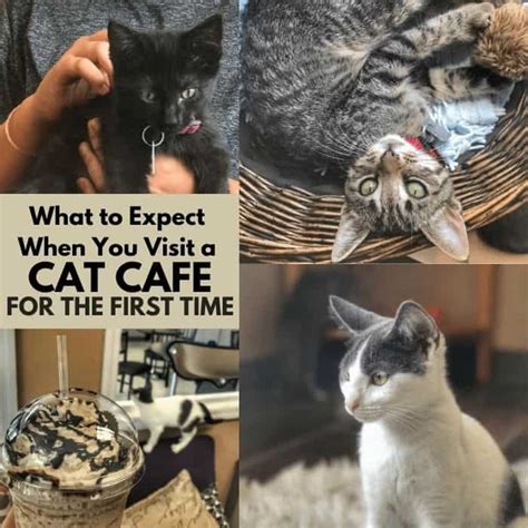 What to Expect When You Visit a Cat Cafe for the First Time - Adventure Mom