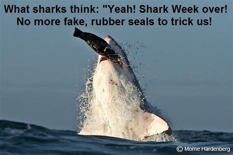 Great White Shark Seal Rubber Meme | Shark week, Shark, Funny memes