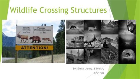 Wildlife crossing structures