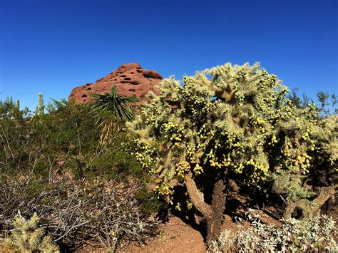 Desert Botanical Garden on Behance