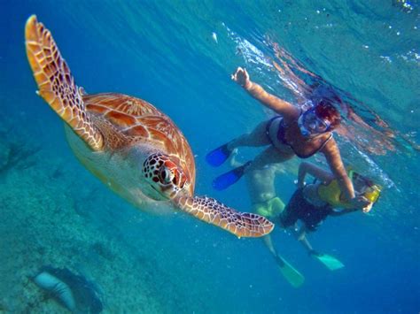 Snorkeling With Turtles In Akumal: Triphobo