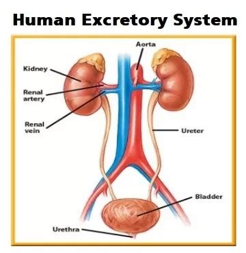 Human Excretory System Pdf Nursingnotes