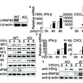 RNF90 Deficiency Promotes RNA Virus Triggered Innate Immune Responses