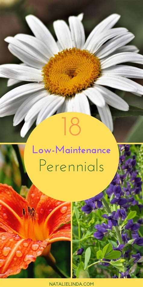 These Low Maintenance Perennials Will Fill Your Garden With Color