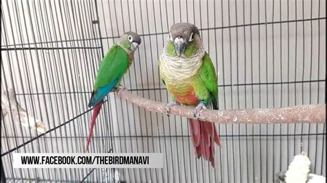 Green Cheek Conure Male Vs Female - Infoupdate.org