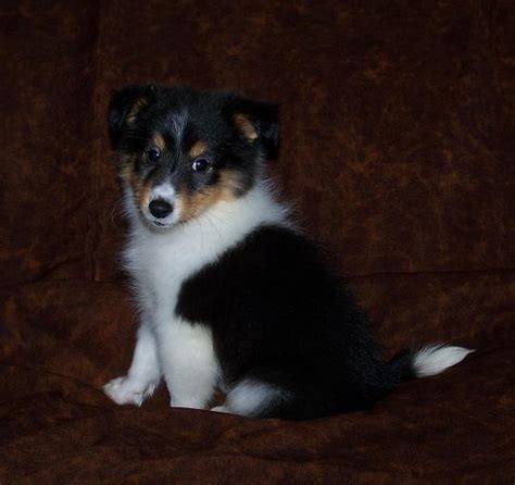 Sweet Sheltie puppies for adoption - Bartlett, IL | ASNClassifieds