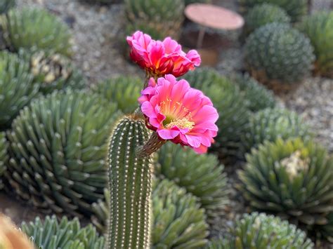 Cómo Regar Las Plantas En Tiempos De Sequía