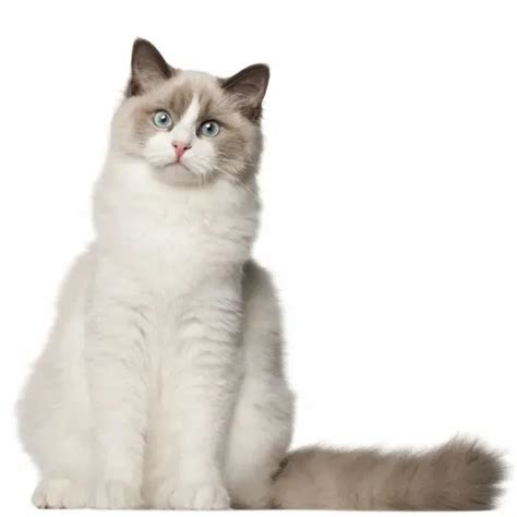 Chat With Fuck The Cat Female