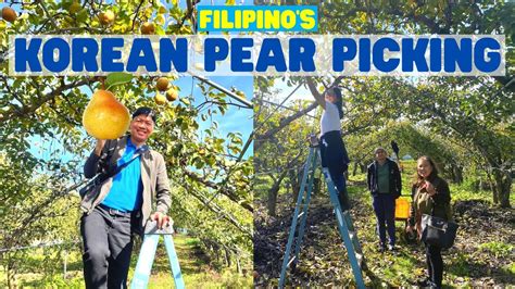 Korean Pear Picking Tour I Evergreen Farm New Jersey Usa Youtube