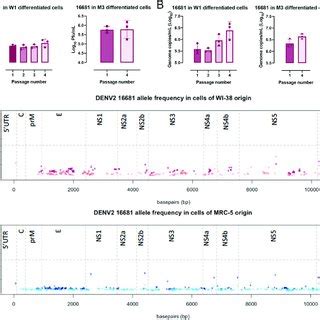 No Differences In The Amount Of DENV2 16681 Viral Progeny Produced