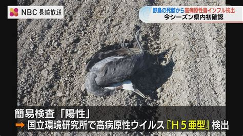 長崎今シーズン初 死んだ野鳥から高病原性鳥インフルエンザH5亜型検出を確認 TBS NEWS DIG