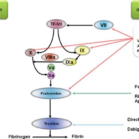 2 Pharmacokinetics of vitamin K antagonists | Download Table