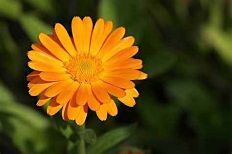 Marigold Calendula Officinalis Free Photo On Pixabay