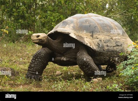 Volcan Alcedo tortues géantes Chelonoidis nigra vandenburghi cratère