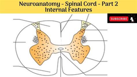 Internal Features Of Spinal Cord Grey Matter White Matter Features At Different Levels