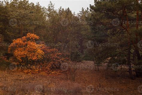 Autumn in the forest. Sunset 1318693 Stock Photo at Vecteezy