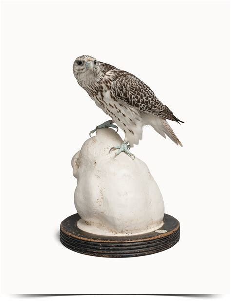 fine taxidermy  darwin sinke van tongeren