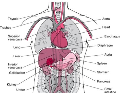 Human Organ Map | Gadgets 2018