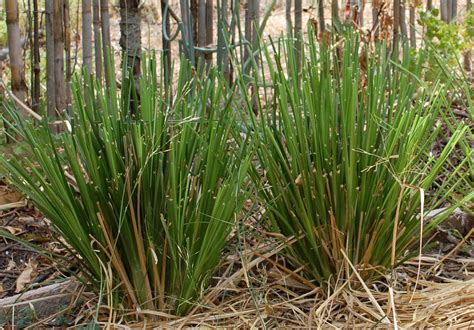 Vetiver Grass World Crops Database