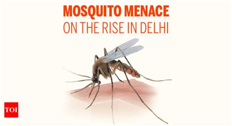 Delhi's ever-increasing dengue threat | India News - Times of India