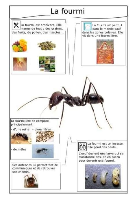 Les Insectes Exercice Ludique Imprimer Artofit